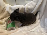 Nora, a female Chihuahua for sale in Tampa, FL – Photo 4 of 10