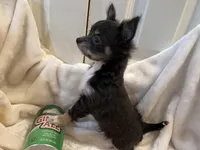 Nora, a female Chihuahua for sale in Tampa, FL – Photo 9 of 10