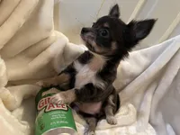 Nora, a female Chihuahua for sale in Tampa, FL – Photo 7 of 10