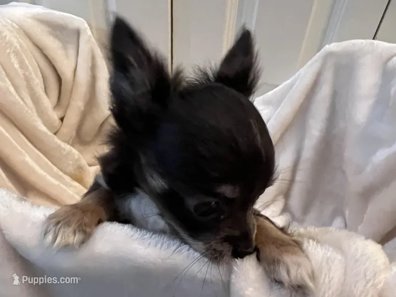 Nora – Chihuahua puppy for sale in Tampa, FL