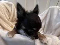 Nora, a female Chihuahua for sale in Tampa, FL – Photo 1 of 10