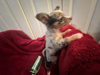 Missy, a female Chihuahua for sale in Tampa, FL – 9 of 10