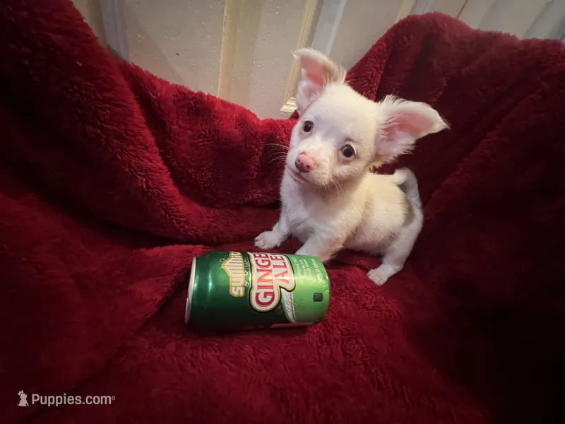 Gator  – Chihuahua puppy for sale in Tampa, FL