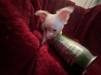 Gator , a male Chihuahua for sale in Tampa, FL – 6 of 10