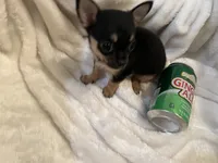 Trish, a female Chihuahua for sale in Tampa, FL – 8 of 10
