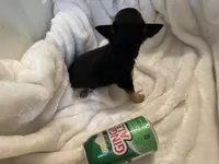 Trish, a female Chihuahua for sale in Tampa, FL – 7 of 10