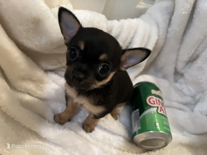 Trish – Chihuahua puppy for sale in Tampa, FL