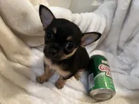 Trish, a female Chihuahua for sale in Tampa, FL – 1 of 10