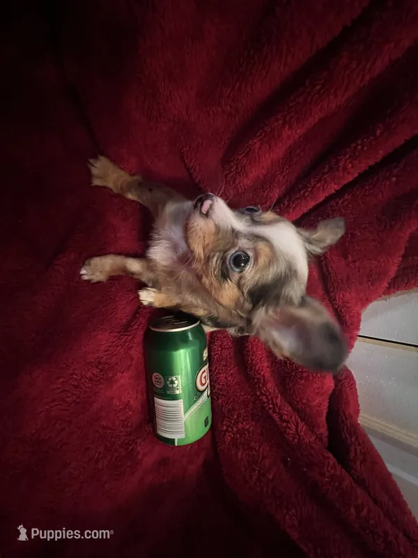 Missy – Chihuahua puppy for sale in Tampa, FL