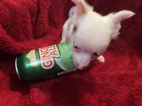 Gator , a male Chihuahua for sale in Tampa, FL – 10 of 10