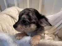 Bagel, a male Chihuahua for sale in Tampa, FL – 9 of 10