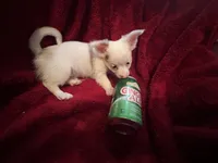 Gator , a male Chihuahua for sale in Tampa, FL – 7 of 10