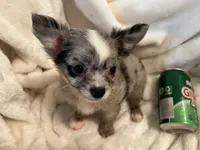 Muffin, a male Chihuahua for sale in Tampa, FL – 8 of 10