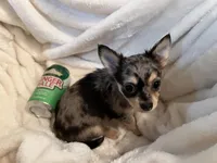 Bagel, a male Chihuahua for sale in Tampa, FL – 10 of 10