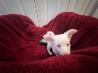 Alli, a female Chihuahua for sale in Tampa, FL – 3 of 10
