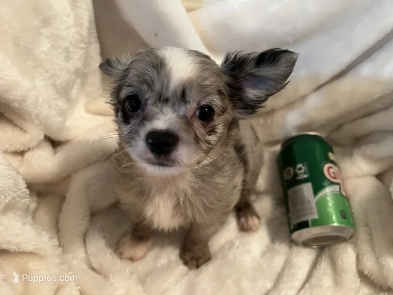 Muffin – Chihuahua puppy for sale in Tampa, FL