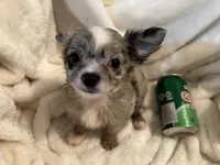 Muffin, a male Chihuahua for sale in Tampa, FL – 1 of 10