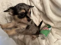 Bagel, a male Chihuahua for sale in Tampa, FL – 6 of 10