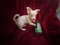 Gator , a male Chihuahua for sale in Tampa, FL – 8 of 10