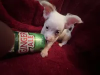 Gator , a male Chihuahua for sale in Tampa, FL – 4 of 10