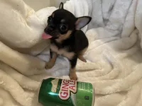 Trish, a female Chihuahua for sale in Tampa, FL – 3 of 10