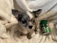 Muffin, a male Chihuahua for sale in Tampa, FL – 6 of 10