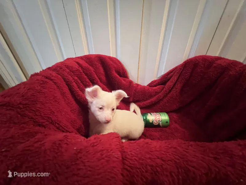 Alli – Chihuahua puppy for sale in Tampa, FL