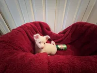Alli, a female Chihuahua for sale in Tampa, FL – 1 of 10