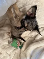 Bagel, a male Chihuahua for sale in Tampa, FL – 8 of 10