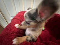 Missy, a female Chihuahua for sale in Tampa, FL – 8 of 10