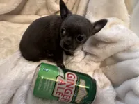 Thunder, a male Chihuahua for sale in Tampa, FL – 2 of 10