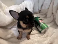 Trish, a female Chihuahua for sale in Tampa, FL – 4 of 10