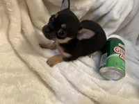 Trish, a female Chihuahua for sale in Tampa, FL – 2 of 10