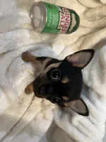 Trish, a female Chihuahua for sale in Tampa, FL – 10 of 10