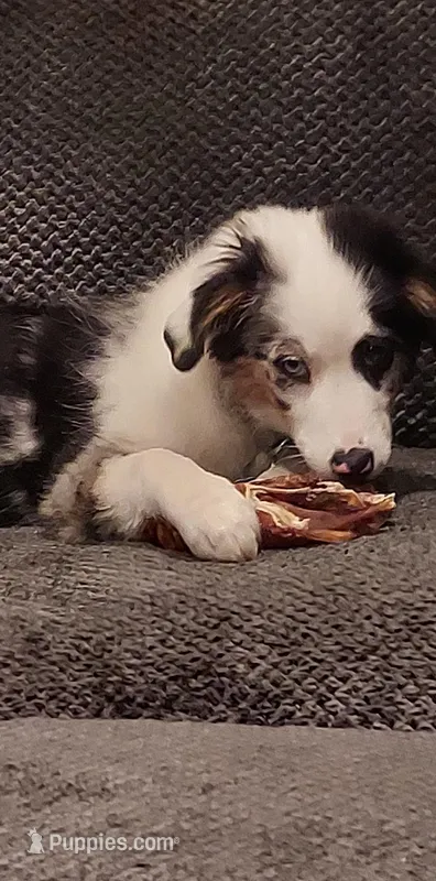 Starla – Miniature Australian Shepherd puppy for sale in Cullman, AL