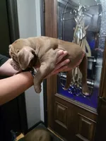 Hershey , a male Olde English Bulldogge for sale in Darien, IL – 3 of 4