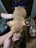 Snoopy, a male Olde English Bulldogge for sale in Darien, IL – 2 of 4