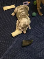 Pixie , a female Olde English Bulldogge for sale in Darien, IL – 4 of 10