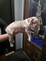 Nugget , a male Olde English Bulldogge for sale in Darien, IL – 2 of 4