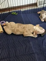 Rocky , a male Olde English Bulldogge for sale in Darien, IL – 4 of 10