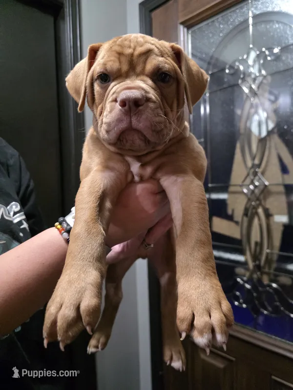 Snoopy – Olde English Bulldogge puppy for sale in Darien, IL