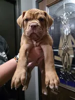Snoopy, a male Olde English Bulldogge for sale in Darien, IL – 1 of 4