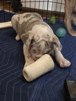 Pixie , a female Olde English Bulldogge for sale in Darien, IL – 5 of 10