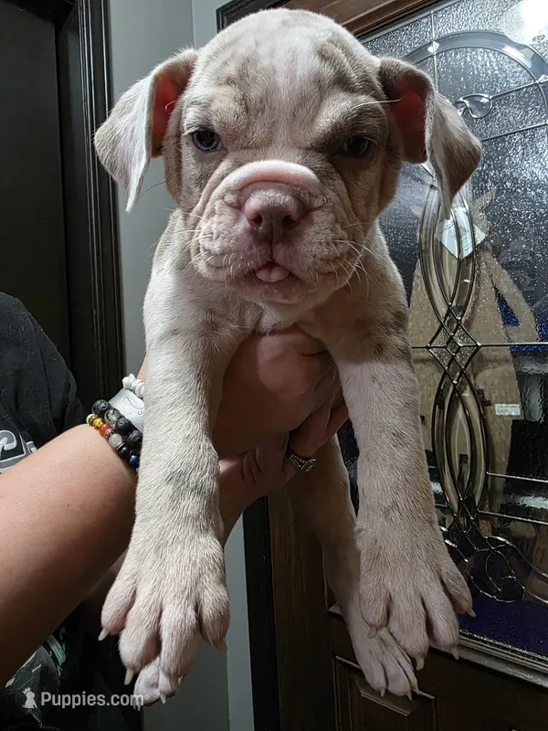 Pixie  – Olde English Bulldogge puppy for sale in Darien, IL
