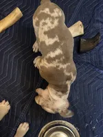 Pixie , a female Olde English Bulldogge for sale in Darien, IL – 8 of 10