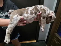 Jewel, a female Olde English Bulldogge for sale in Darien, IL – 2 of 4