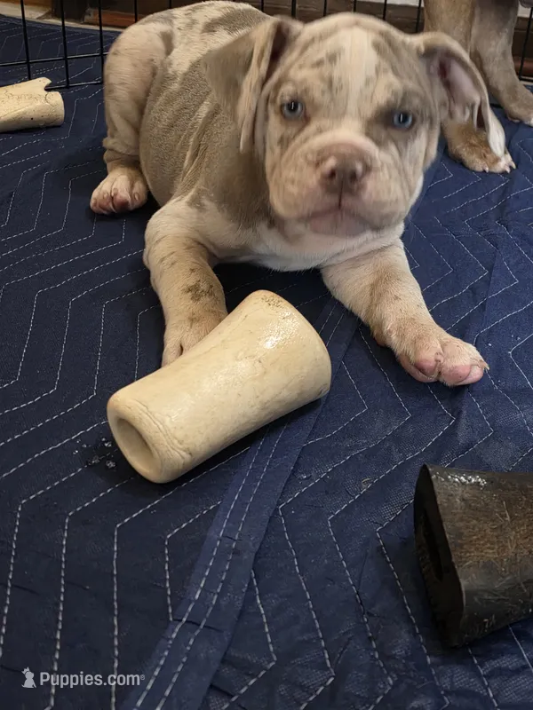 Pixie  – Olde English Bulldogge puppy for sale in Darien, IL