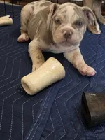 Pixie , a female Olde English Bulldogge for sale in Darien, IL – 2 of 10