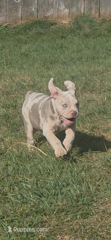 Pixie  – Olde English Bulldogge puppy for sale in Darien, IL