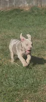 Pixie , a female Olde English Bulldogge for sale in Darien, IL – 1 of 10